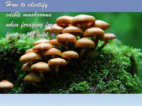 Edible Mushrooms How To Identify While Foraging For Food In The Wild