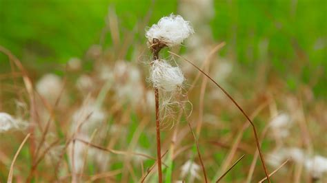 Narrow Leaved Cotton Grass Eriophorrm Angustifolium Identification