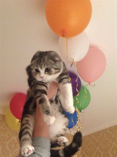 Funny Cat With Balloons Stock Photo Image Of Happy 152089780