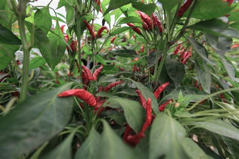 Red Chili Pepper Plant On Farm Stock Image Image Of Background Green