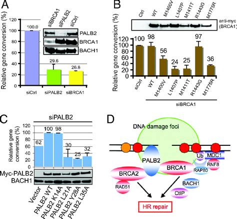 Palb2 Is An Integral Component Of The Brca Complex Required For