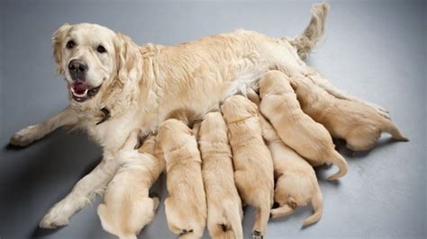 How To Choose A Puppy From A Litter Labrador