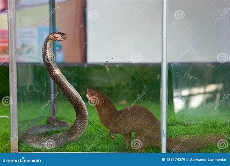 Mongoose Eating A Snake