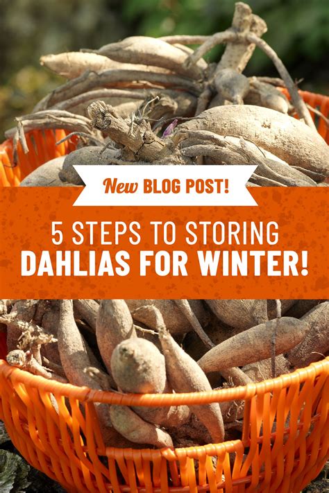 Dahlia Winter Storage Tips Dahlia Garden Plant Ideas Gardens Of The