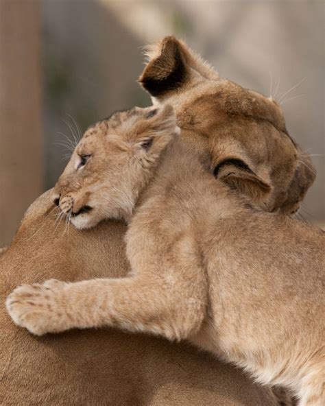 Lion Cub Hugging Mom Cats Lions And Tigers Pinterest