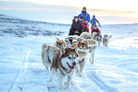 Dog Sledding Experience By Lake Mývatn Geo Travel