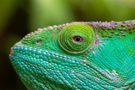13400 Chameleon Eye Stock Photos Pictures And Royalty Free Images Istock