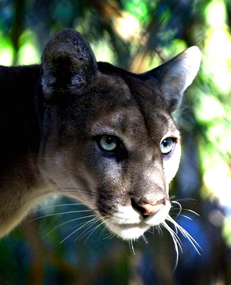 The Return Of The Florida Panther Something Close To A Success Story