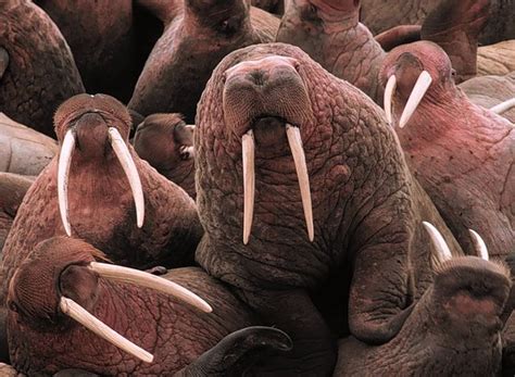 Stunning Photo Shows 35000 Walrus On Alaska Beach Ecanadanow