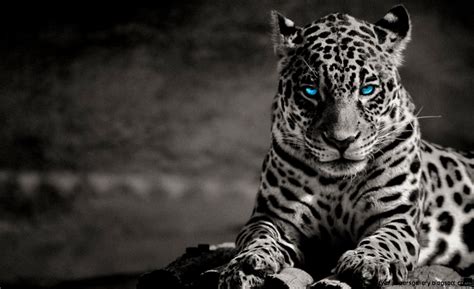 White Tiger With Blue Eyes Wallpaper Wallpapers Gallery