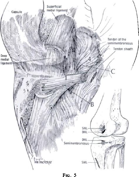 The Supporting Structures And Layers On The Medial Side Of The Knee An