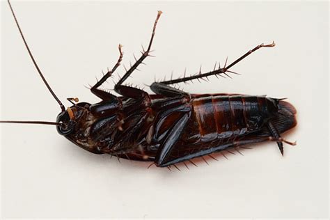 The Ultimate Guide To Brown Banded Cockroaches Behavior Habits And Risks Pestcapital