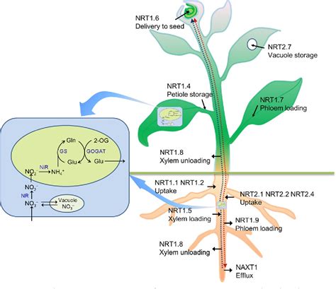 Figure 13 From New Insight Into The Strategy For Nitrogen Metabolism