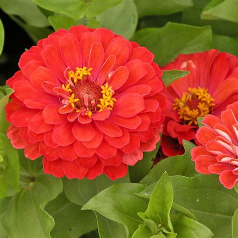 12 Best Annual Flowers To Grow From Seed Easy To Grow Flowers Annual