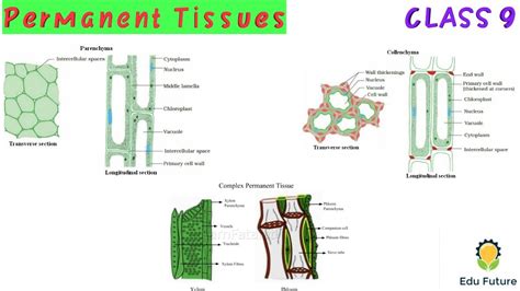 Permanent Tissues Complex Permanent Tissues Xylem And Phloem