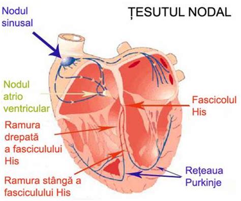 Miocardita se datorează cel mai adesea unei infecții virale. Fiziologia si fiziopatologia cardiaca