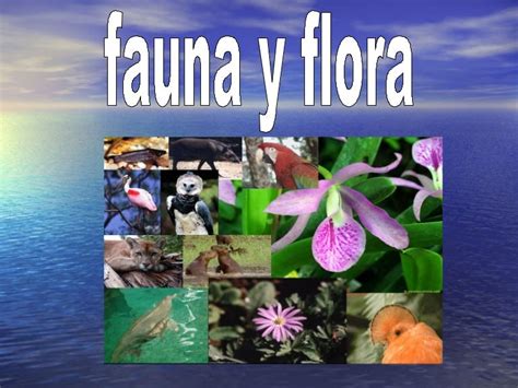 fauna y flora