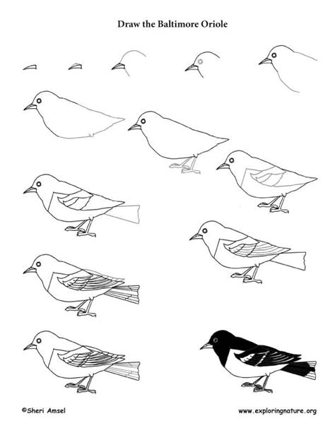 Https://tommynaija.com/draw/how To Draw A Baltimore Oriole
