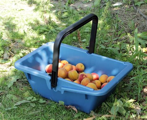 Harvesting And Fruit Picking Basket Tom Press