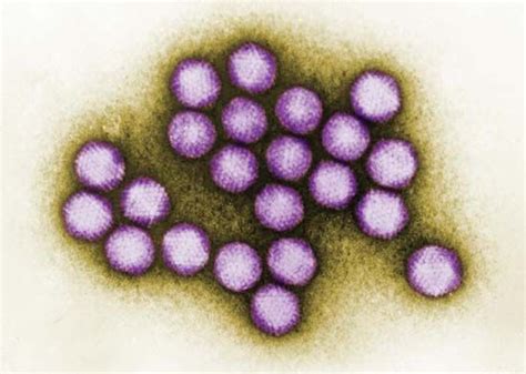 adenovirus | virus | Britannica