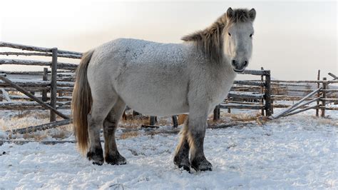The Most Frost Resistant Horses Live In Russias Yakutia Photos