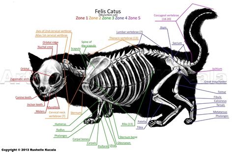 How To Draw A Cat Skeleton Draw Easy