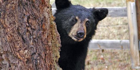 Missoula Bears Stay Informed Get The Latest Bear And Mountain Lion