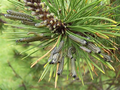 Pine Tree Worm Infestation Submited Images