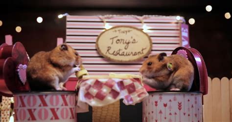 Why Tiny Hamsters On A Date Is Better Than People On A