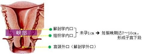 持续更新分享《妇产科学》学习资料！！——女性生殖系统解剖 知乎