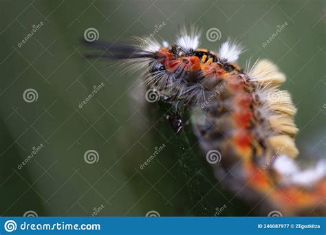 Side View Of The Caterpillar Orgya Recens Eye Hidden In The Hair