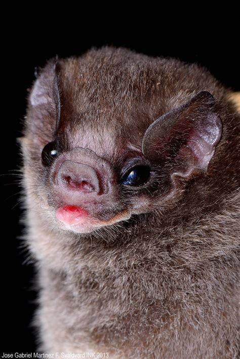 Hairy Legged Vampire Bat Mammals Of Texas · Naturalista Mexico