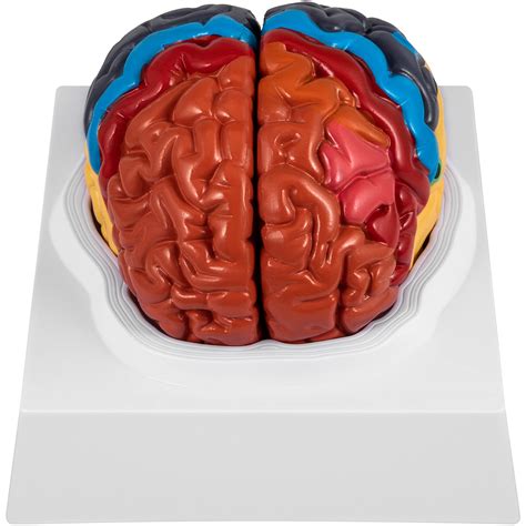 Buy Vevor Human Brain Model Anatomy Part Model Of Brain Color Coded