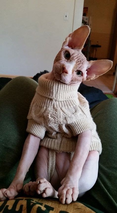 23 Hairless Cats Wearing Nice Sweaters Ideas Cats Hairless Cat