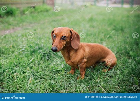 Dachshund Dog In Outdoor Beautiful Dachshund Standing On The Green