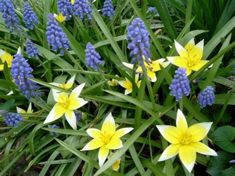 Yellow Small Bulb Plant Early Spring Spring Flowering