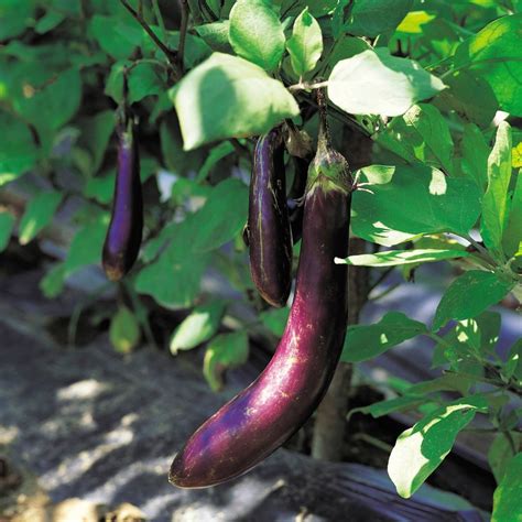 Eggplant Early Long Purple Seeds The Seed Collection