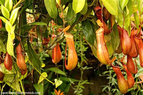 Tropical Rainforest Plants List Information Pictures And Facts