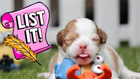 9 Surprising Facts About Puppies Explore Awesome Activities And Fun