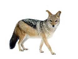 Jackal definition and meaning | Collins English Dictionary