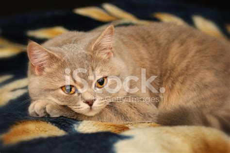 Yellow Beautiful Cat Breeds British Shorthair Stock Photo Royalty