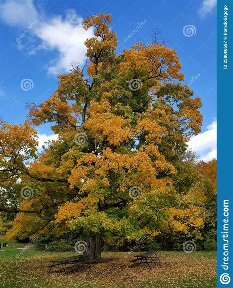Old Oak Tree With Green Yellow Leaves 6 Stock Image Image Of Foliage