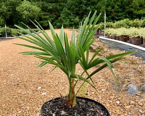 Windmill Palm Windmill Palm Tree Windmill Palm Live Plant Cold Hardy