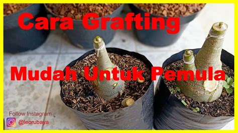 We would like to show you a description here but the site won't allow us. Cara Grafting Adenium Mudah dan Simple - YouTube