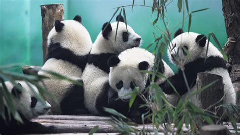 From The Brink Of Panda Monium Giant Pandas No Longer An Endangered