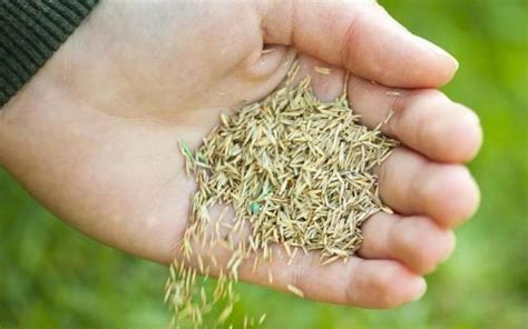 We did not find results for: How to repair your lawn with seed - The Lawn Store