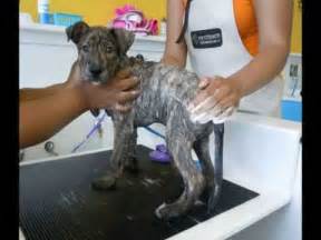 Do you ever wish you could wash your dog somewhere besides your own tub, and leave the mess? Do It Yourself Dog Wash | Self Serve Pet Grooming in ...