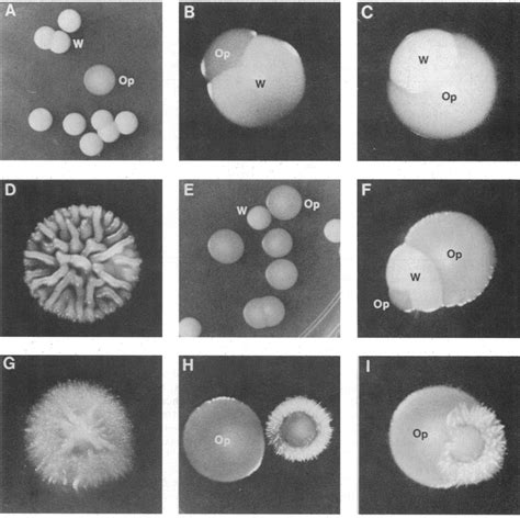 Examples Of Colony Morphology In The White Opaque Transition And Other