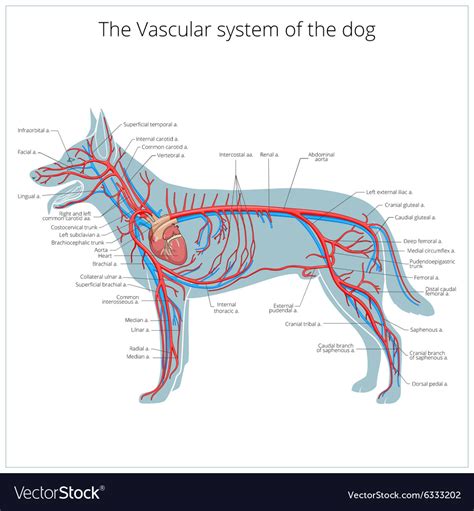 Vascular System Of The Dog Royalty Free Vector Image