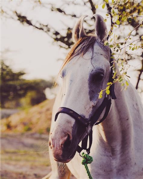 The battle resulted in the deaths of 920 fighters, 165 government soldiers and at least 45 civilians. Marwari Horse #marwarihorses #mare #nukrahorse #nukra # ...
